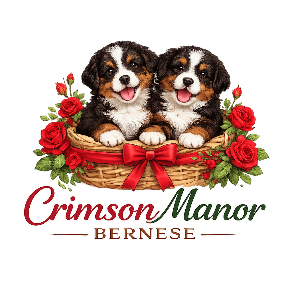 Healthy Bernese Puppies | crimsonmanorbernese.com